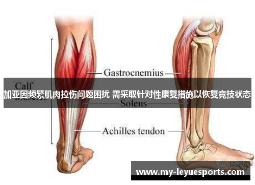 加亚因频繁肌肉拉伤问题困扰 需采取针对性康复措施以恢复竞技状态
